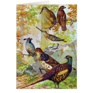 Game Birds 1902 True Stone Chromolithograph