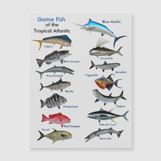 Game Fish of the Tropical Atlantic Magnetic Card Magnetkarte (Vorderseite)