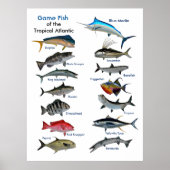 Game Fish of the Tropical Atlantic poster (Vorne)