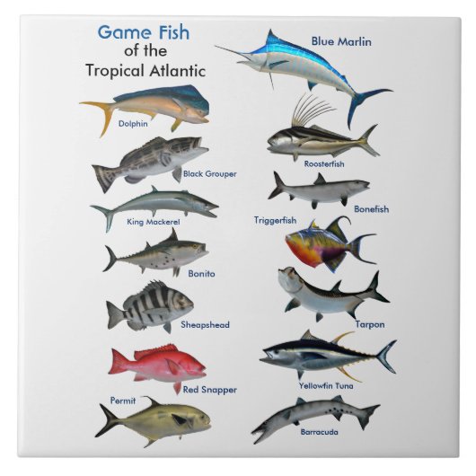 Game Fish of the Tropical Atlantic Poster Fliese (Vorderseite)
