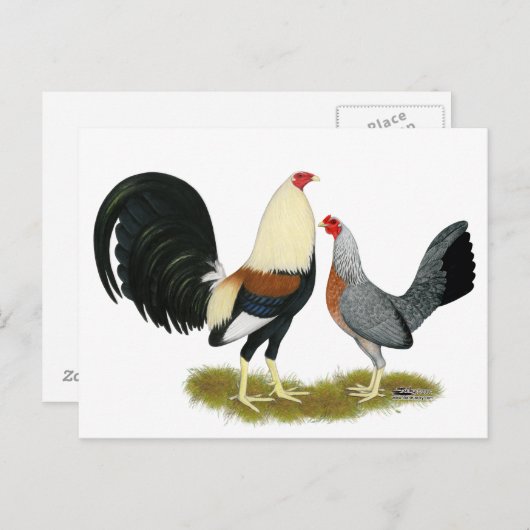 Game Fowl Pair Postkarte (Vorne/Hinten)
