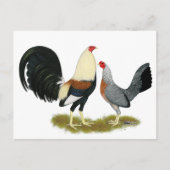 Game Fowl Pair Postkarte (Vorderseite)