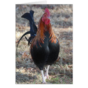 Game Rooster Foto