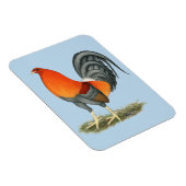 Gamecock Blue Red Rooster Magnet (Rechte Seite)