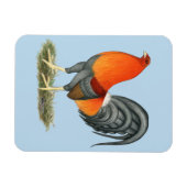 Gamecock Blue Red Rooster Magnet (Horizontal)