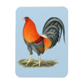 Gamecock Blue Red Rooster Magnet (Vertikal)