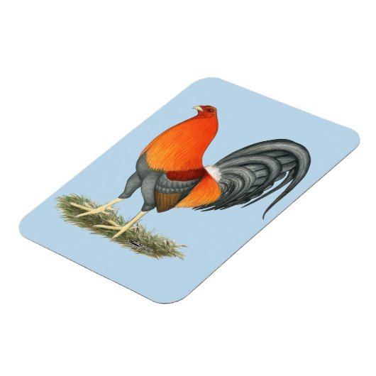 Gamecock Blue Red Rooster Magnet (Linke Seite)