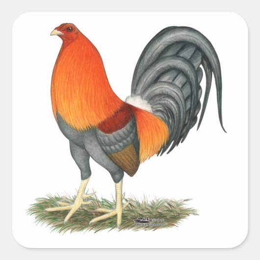 Gamecock Blue Red Rooster Quadratischer Aufkleber (Vorderseite)