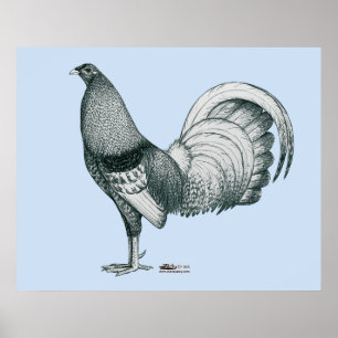 Gamecock Crele oder Dom Poster