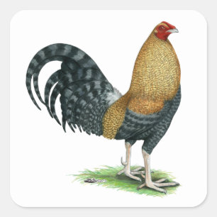 Gamecock: Dom oder Crele Quadratischer Aufkleber