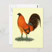 Gamecock Ginger Red Rooster Postkarte (Vorne/Hinten)