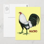 Gamecock Macho Duckwing Postkarte (Vorne/Hinten)