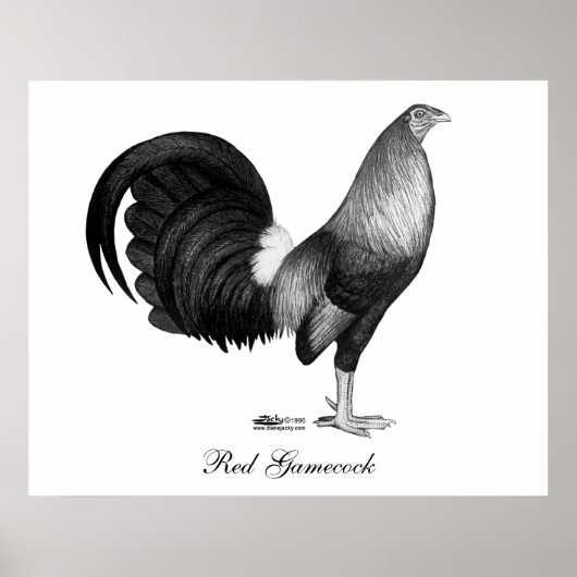 Gamecock Red Hatch Poster (Vorne)