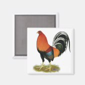 Gamecock Wheaten Rooster Magnet (Vorderseite/Rückseite)