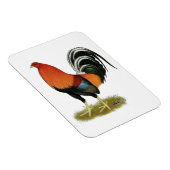 Gamecock Wheaten Rooster Magnet (Rechte Seite)