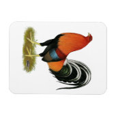 Gamecock Wheaten Rooster Magnet (Horizontal)