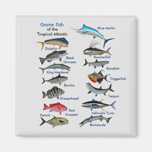 Gamefische des tropischen Atlantikmagneten Magnet (Vorne)