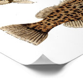 Gamefish- Nassau Grouper,Sheepshead & Gag Grouper Poster (Ecke)