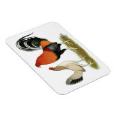 Gamefowl Wheatens Magnet (Rechte Seite)