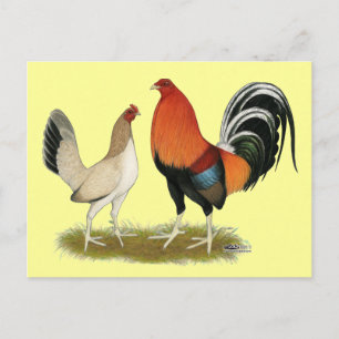 Gamefowl Wheatens Postkarte
