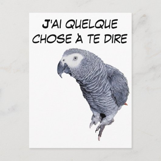 Gamme Perroquet - Gris du Gabon Postkarte (Vorderseite)