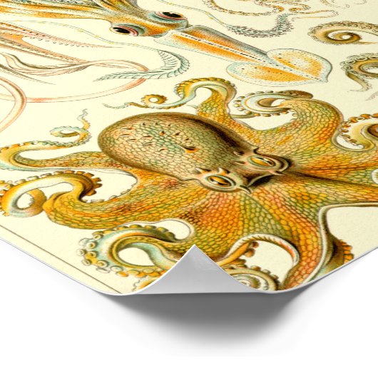 Gamochonia - Ernst Haeckel Poster (Ecke)