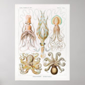 Gamochonia-Trichterkraken von Ernst Haeckel Poster (Vorne)