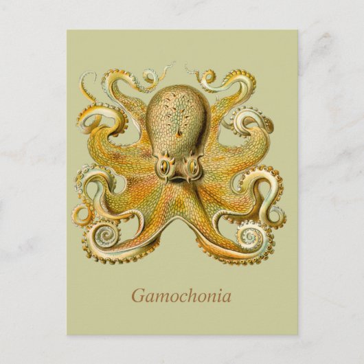 Gamochonia Vertikale Postcard Postkarte (Vorderseite)
