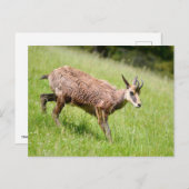 Gämse auf Gras Postkarte (Vorne/Hinten)