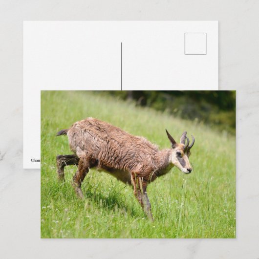 Gämse auf Gras Postkarte (Vorne/Hinten)