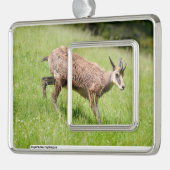 Gämse auf Gras-Postkarte Rahmen-Ornament Silber (Links)