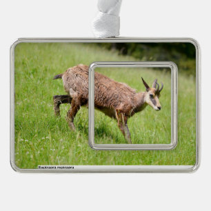 Gämse auf Gras-Postkarte Rahmen-Ornament Silber