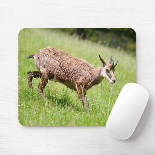 Gämse auf Gras Postkarte T - Shirt Kaffee M Mousepad (Mit Mouse)