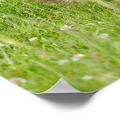 Gämse auf Gras Postkarte T - Shirt Kaffee M Poster (Ecke)