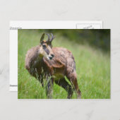 Gämse im Gras Postkarte (Vorne/Hinten)