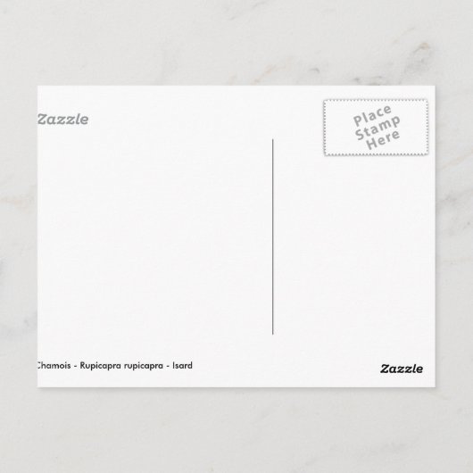 Gämse im Gras Postkarte (Rückseite)