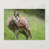 Gämse im Gras Postkarte (Vorderseite)