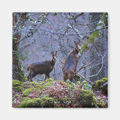 Gämse Mutter und Kalb Magnet (Vorne)