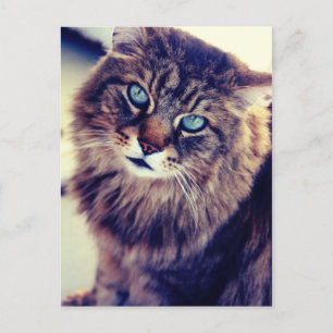Gandalf Postkarte
