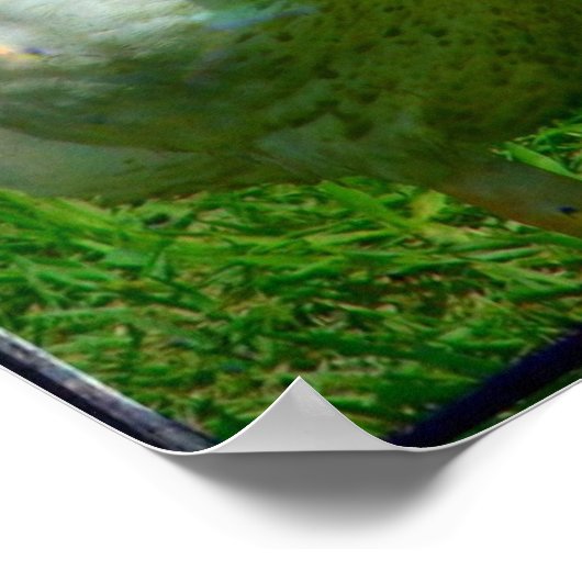 Gander Poster (Ecke)