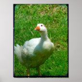 Gander Poster (Vorne)