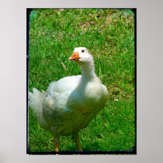 Gander Poster (Vorne)