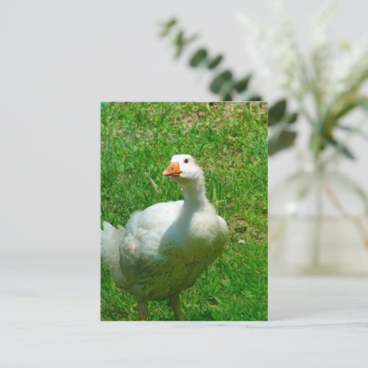 Gander Postkarte (Stehend Vorderseite)