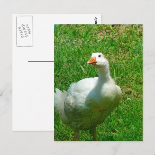 Gander Postkarte (Vorne/Hinten)