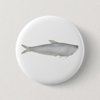 Gangetic Hairfin Anchovy  Button