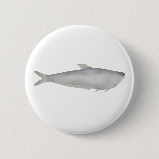 Gangetic Hairfin Anchovy  Button (Vorderseite)
