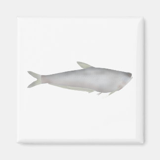Gangetic Hairfin Anchovy  Magnet