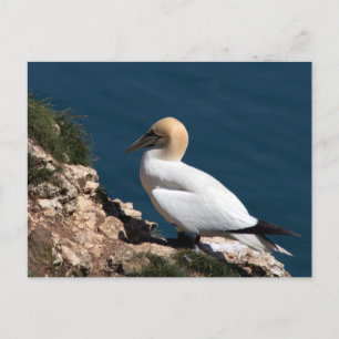 Gannet auf einer Klippe in Bempton Postkarte