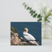 Gannet auf einer Klippe in Bempton Postkarte (Stehend Vorderseite)