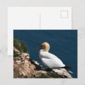 Gannet auf einer Klippe in Bempton Postkarte (Vorne/Hinten)
